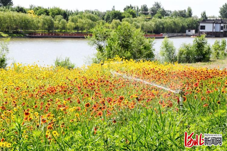 河北广平：出门见景 ！“口袋公园”亮点多