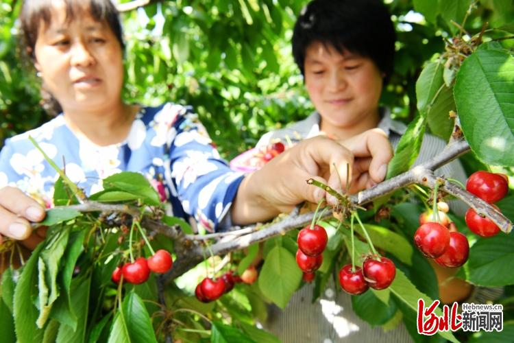 河北广平：又是一年樱桃红！