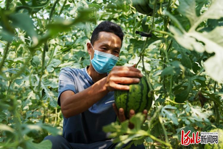 河北遵化：西瓜吊着长 收入翻倍涨