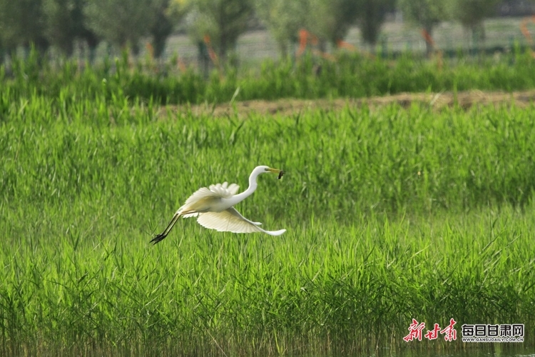 【文旅】水鸟翩翩舞倩影 清风徐徐起涟漪 夏日张掖湿地公园无处不是景_fororder_美图4