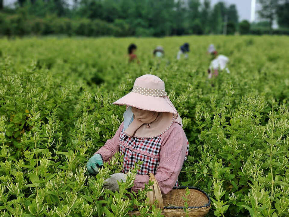 【客户端转发】信阳市罗山县东铺镇：金银花开采摘忙