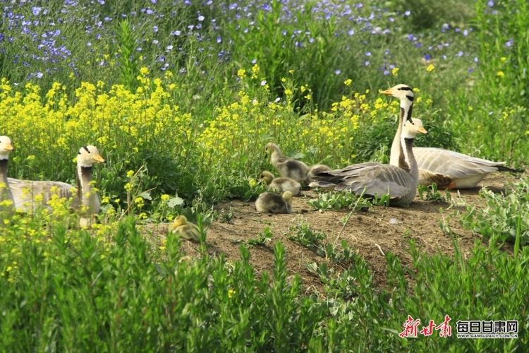 【文旅】水鸟翩翩舞倩影 清风徐徐起涟漪 夏日张掖湿地公园无处不是景_fororder_美图2