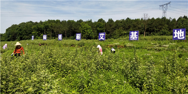 红色引擎驱动绿色发展——蕲春县漕河镇党建引领乡村振兴纪实_fororder_微信图片_20220518150604