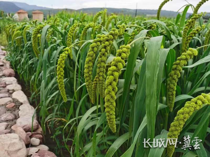 河北省投入衔接推进乡村振兴补助资金113.12亿元