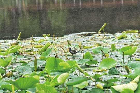 重庆市南岸区：生态环境持续好 野生动物频落户