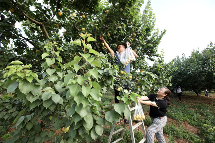 湖北襄阳襄城区：杏子成熟引客来