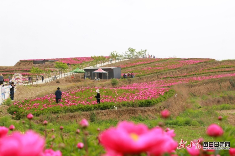 【文旅】陇南：芍药花开出西和何坝镇增收新路径_fororder_4