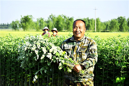 安阳汤阴伏道镇：“小艾草”托起“大产业”_fororder_图片12