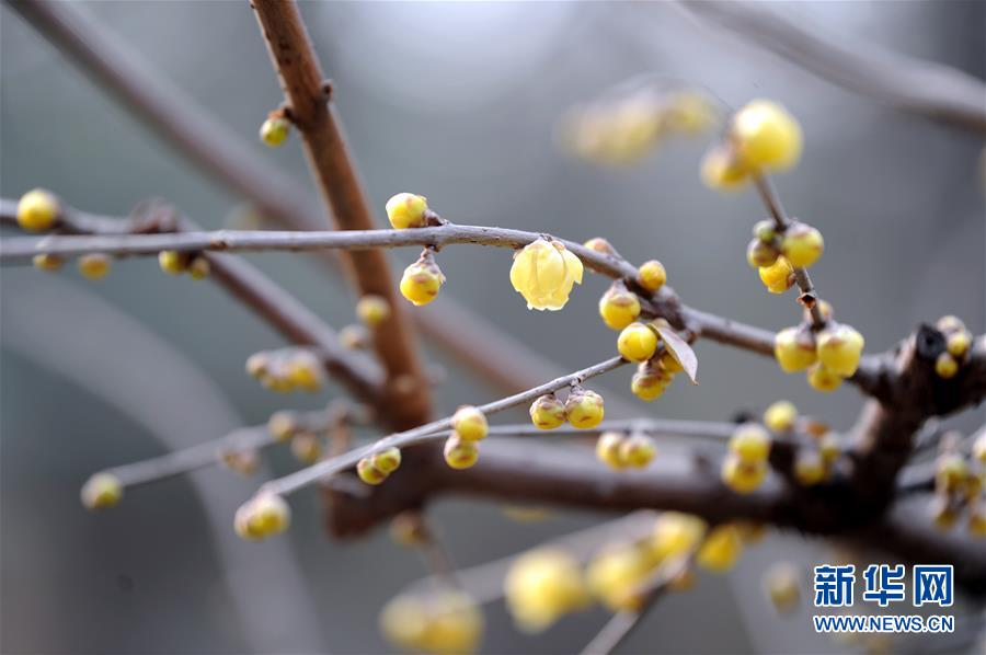 陕西西安：腊梅芬芳