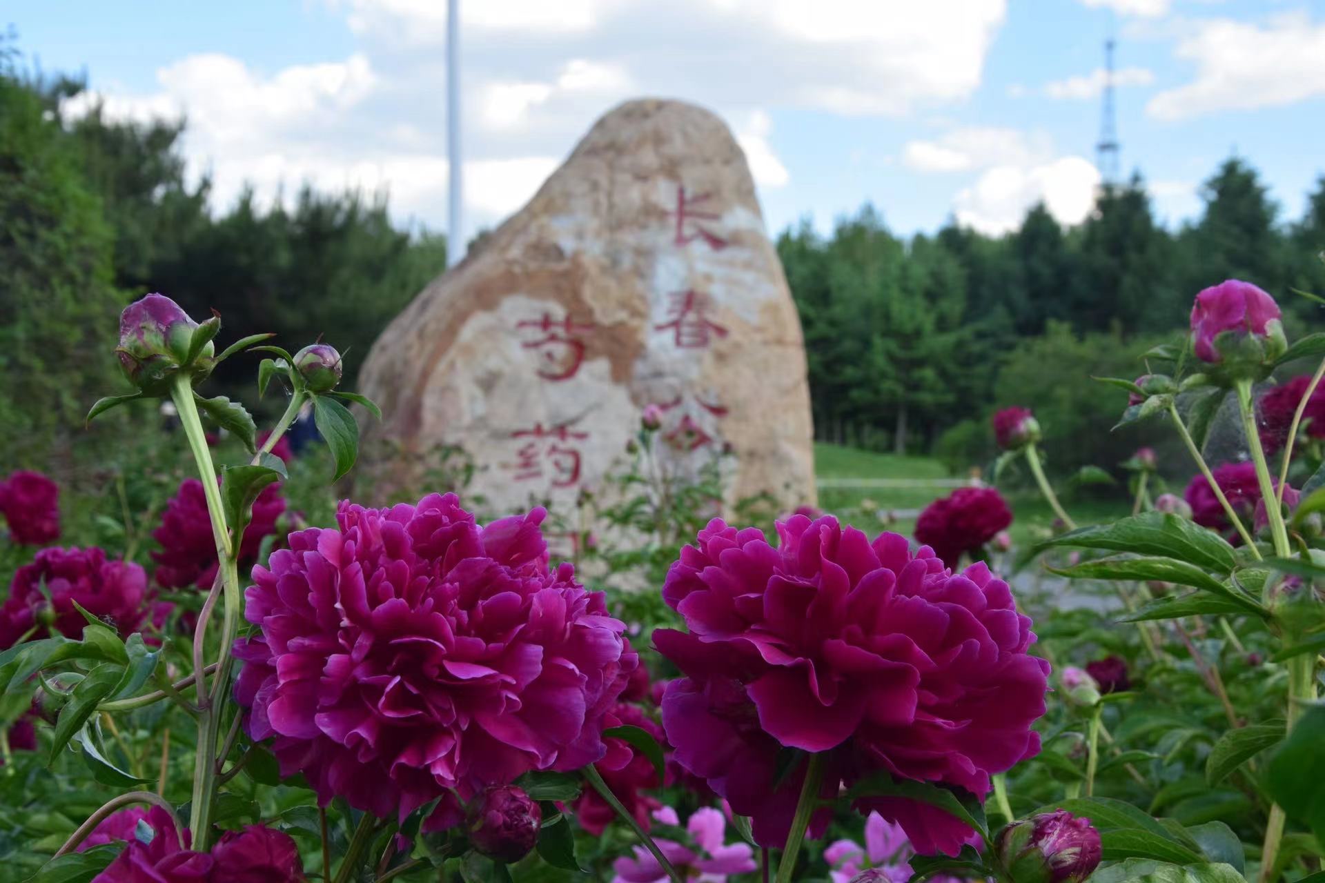 长春公园芍药花即将迎来盛花期