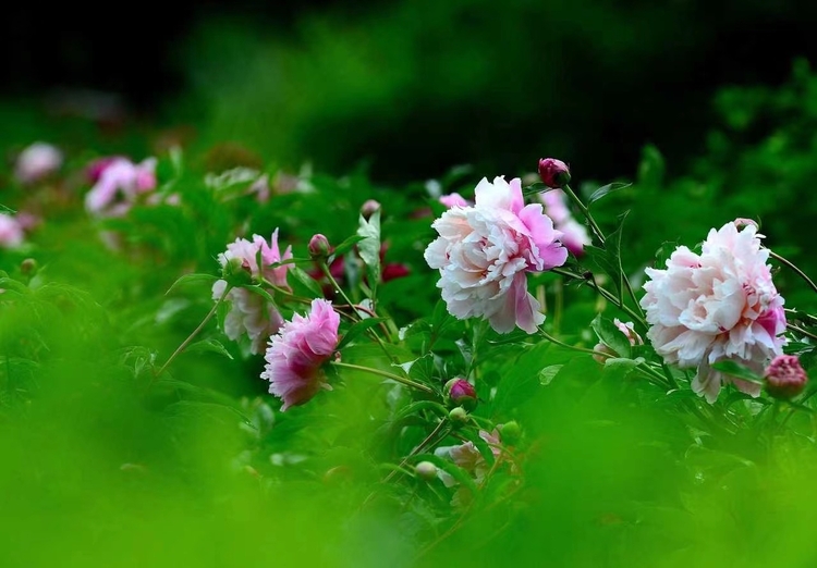 长春公园芍药花即将迎来盛花期