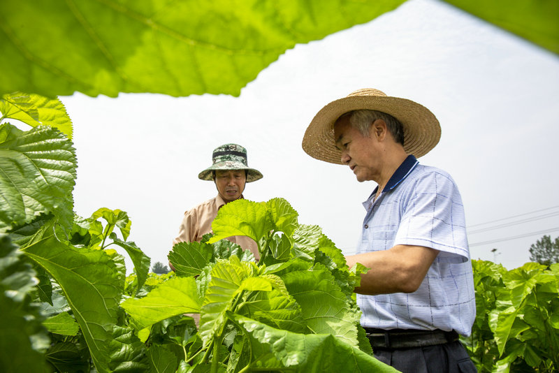 （有修改）【B】蚕业首席科学家鲁成到平顶山市鲁山县指导夏蚕生产