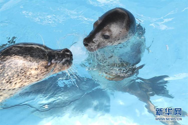 哈尔滨：极地海豹室外过夏日