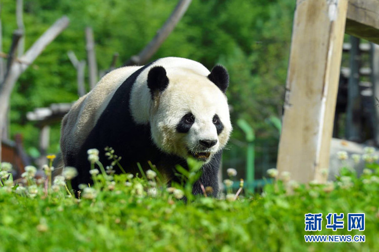 中国最北大熊猫馆开馆 “复工”熊猫乐翻天