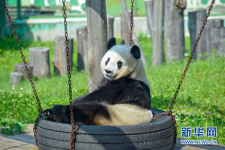 中国最北大熊猫馆开馆 “复工”熊猫乐翻天