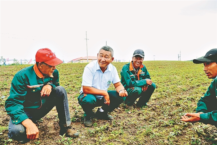 做强“寒地龙药” 看他们如何打通产业链？