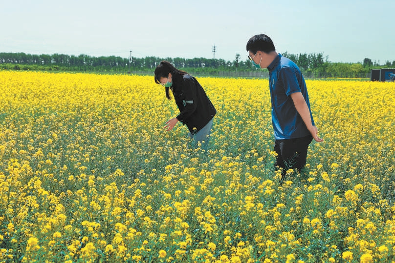 城市副中心昔日违建变身百亩油菜花海