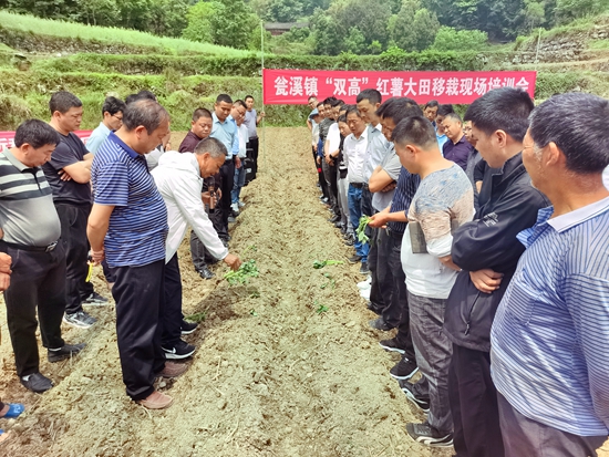 （供稿）贵州思南：“三强化”为粮食稳产保驾护航_fororder_农技专家在思南县瓮溪镇培训红薯移栽技术