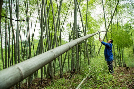 贵州天柱：打造楠竹全产业链 万亩翠竹变“金山”_fororder_天柱县坌处镇大山村村民在砍伐楠竹。