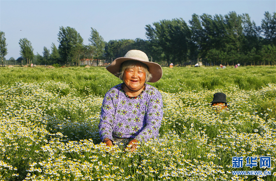 河南商丘：菊花香 采收忙