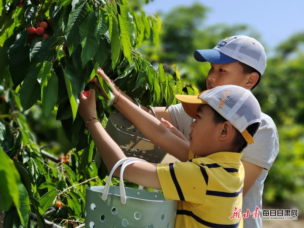 又红又甜快来采摘 临夏永靖县曹家湾的樱桃熟了_fororder_3