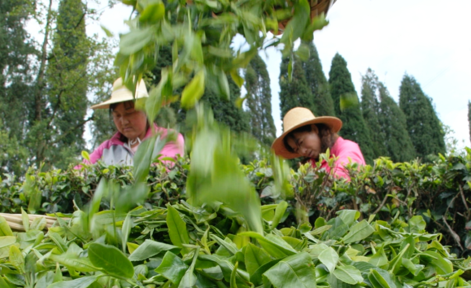 昆明安宁市禄脿茶  一叶一茶换得闲情一盏_fororder_4