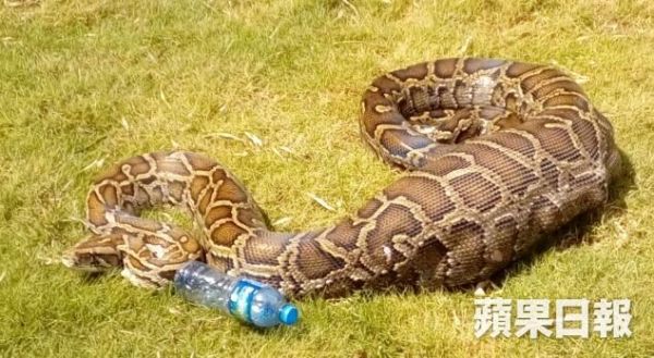 香港"贪食"蟒蛇吞下小羊爬不动 被4人抬走(图)