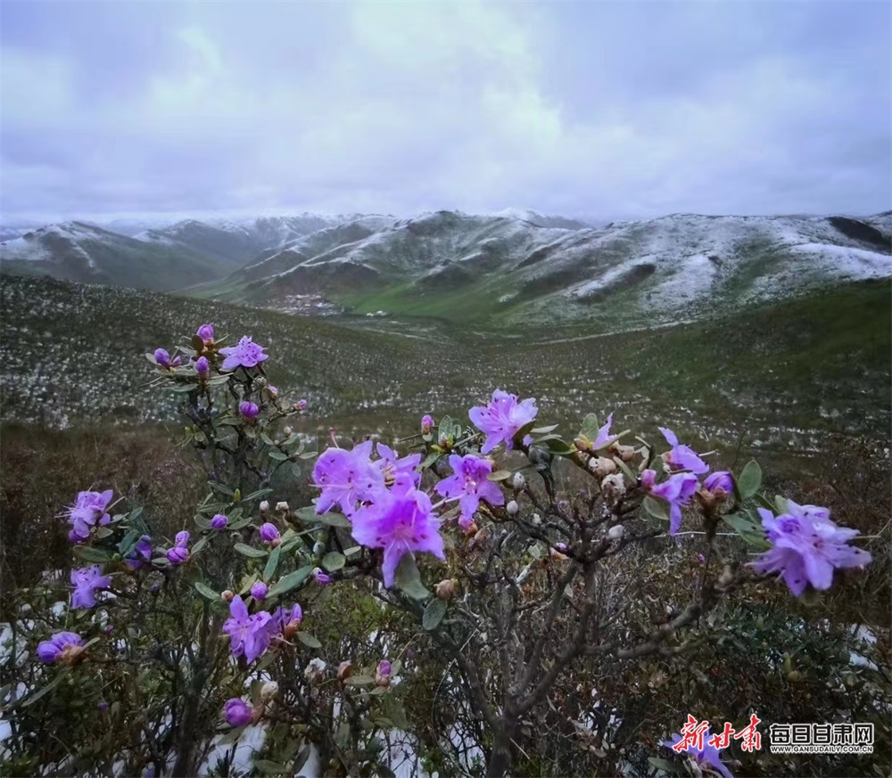 【文旅焦点图】惟有此花随越鸟 一声啼处满山红 甘南高山杜鹃陆续开花_fororder_3