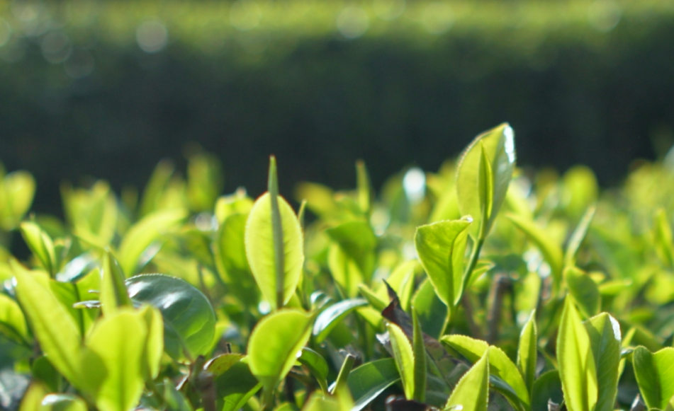 昆明安宁市禄脿茶  一叶一茶换得闲情一盏_fororder_1