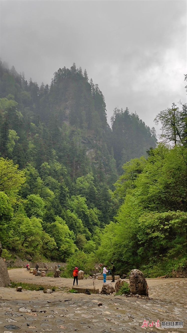 【焦点图】陇南烟雨雷古山 十里杜鹃艳_fororder_18