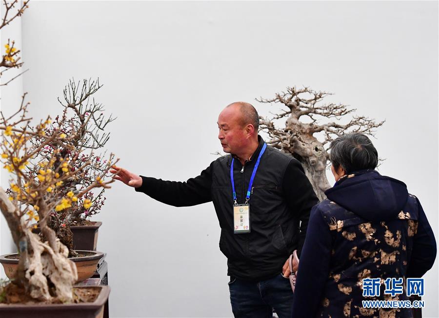 河南鄢陵：冬日“花都”蜡梅开