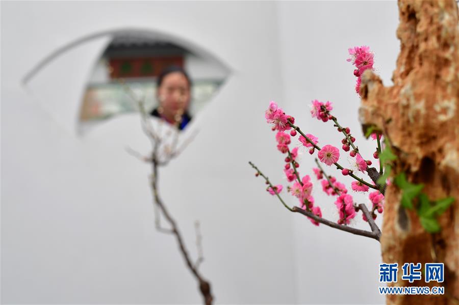 河南鄢陵：冬日“花都”蜡梅开