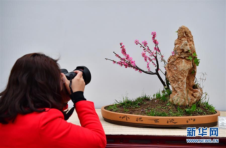 河南鄢陵：冬日“花都”蜡梅开