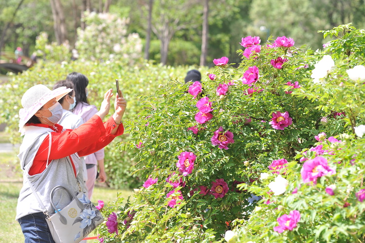 太阳岛上牡丹花开，有视频→