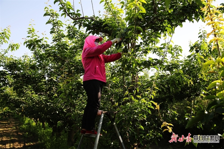 【张掖】张掖农场：梨园田间管理忙_fororder_3