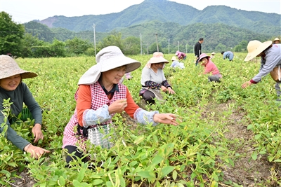 小小金银花 铺就致富路_fororder_2