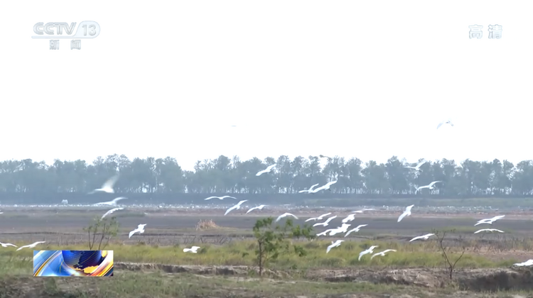 文化和自然遗产日|探访世界自然遗产黄（渤）海候鸟栖息地