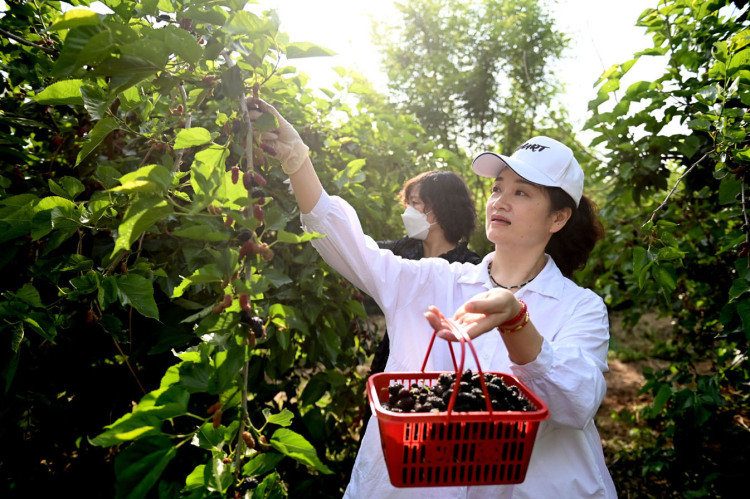 河北邯郸：桑葚飘香采摘乐