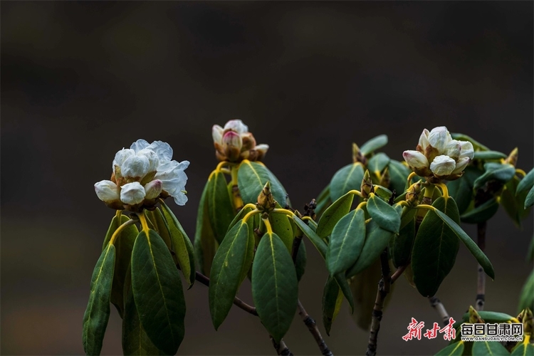 【文旅焦点图】高山杜鹃花绽放榆中马啣山_fororder_4