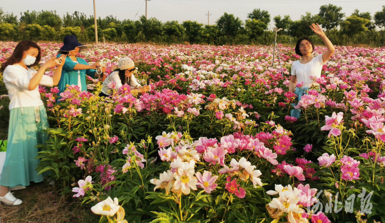 河北任丘：百亩芍药花海绽放