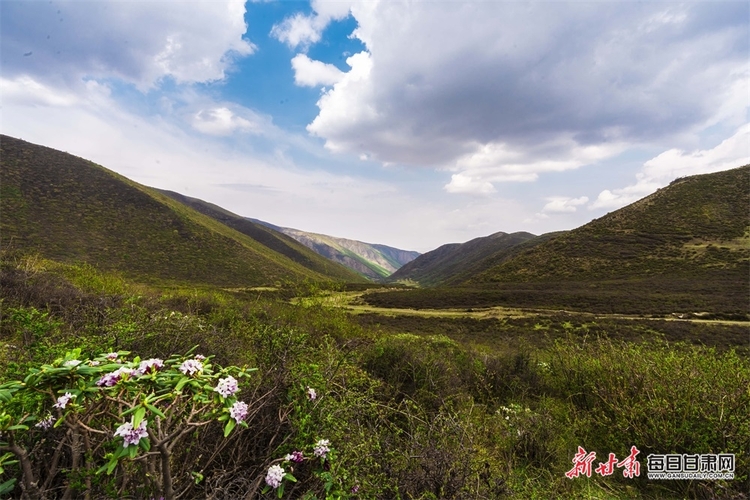 【文旅焦点图】高山杜鹃花绽放榆中马啣山_fororder_3