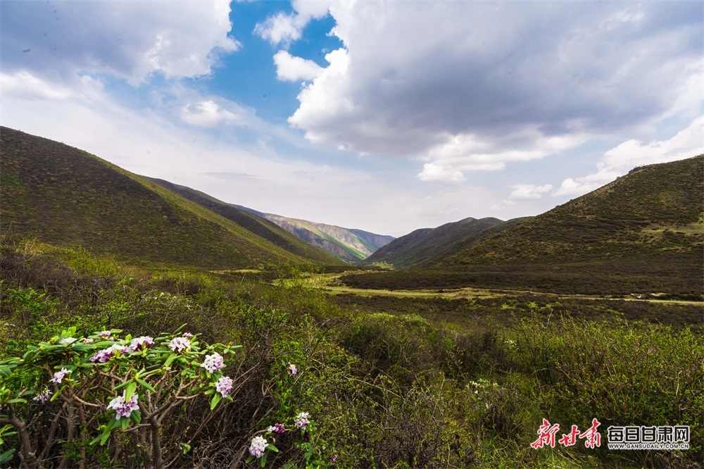 【文旅焦点图】高山杜鹃花绽放榆中马啣山_fororder_3