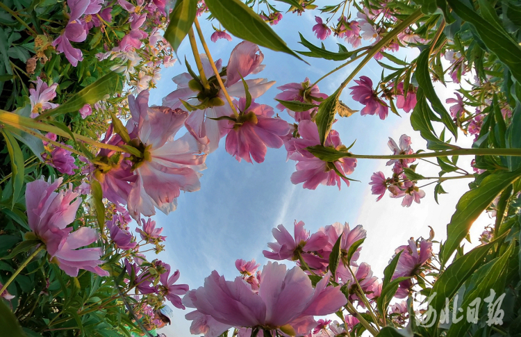 河北任丘：百亩芍药花海绽放