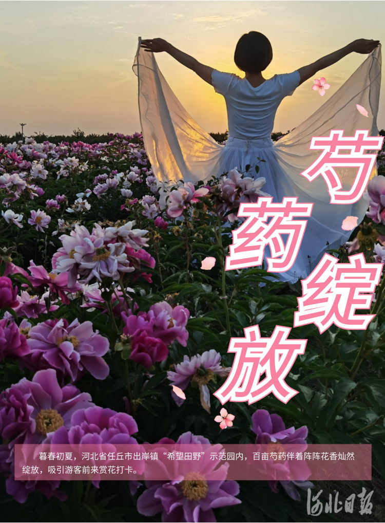 河北任丘：百亩芍药花海绽放