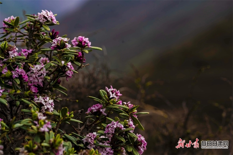 【文旅焦点图】高山杜鹃花绽放榆中马啣山_fororder_5