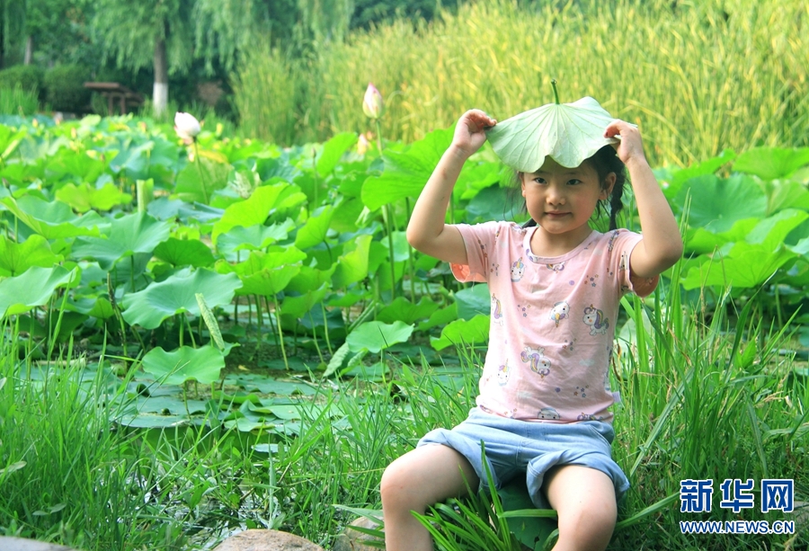 河南南阳：生态好 荷花艳 鸟儿欢