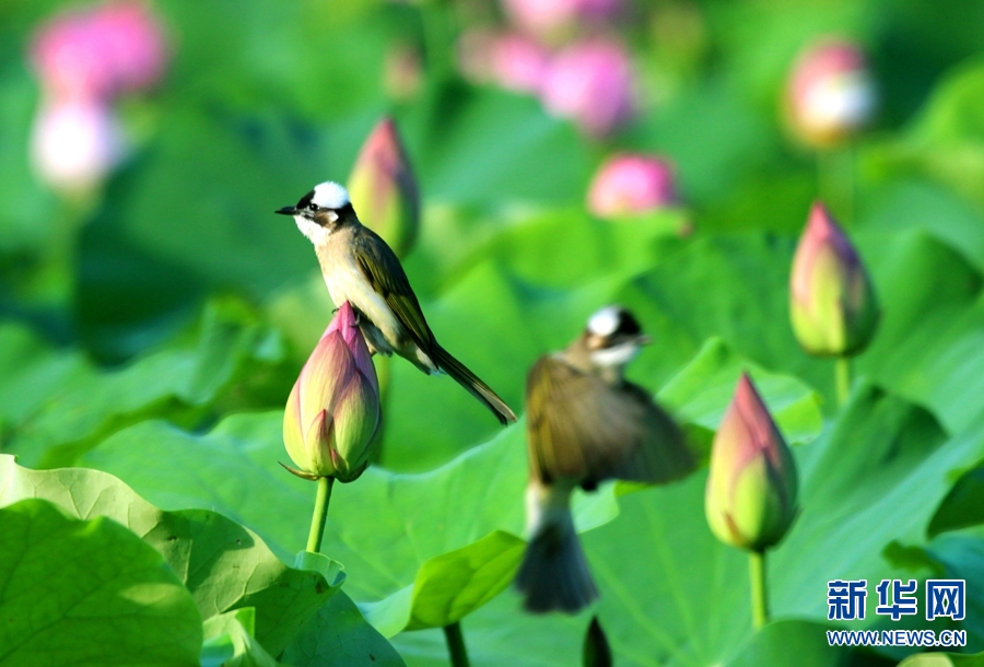 河南南阳：生态好 荷花艳 鸟儿欢