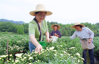 菊花飘香采摘忙_fororder_1