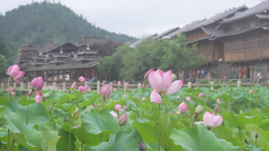 广西三江：夏日侗乡荷塘美