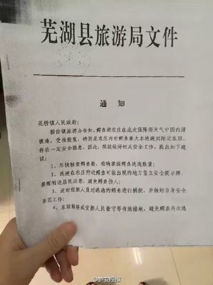 安徽芜湖鳄鱼趁洪水逃逸 当地称已抓的差不多了